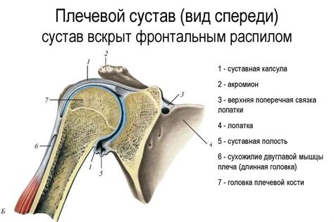 Люмбосакральные связки