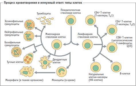 Макрофаги и их роль в борьбе с вирусной инфекцией