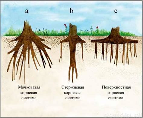 Макроэлементы для корневой системы