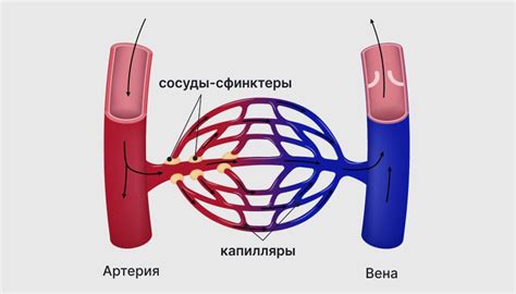 Маленькие кровяные сосуды