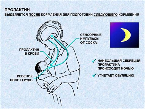 Массаж груди для стимуляции лактации