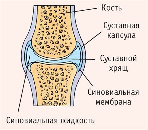 Массаж и синовиальная жидкость