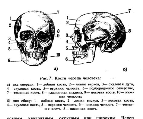 Массонабросок и пропорции черепа