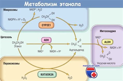 Медленный метаболизм алкоголя