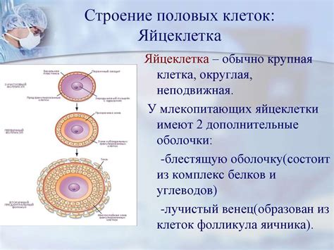 Мейоз: образование половых клеток и их объединение