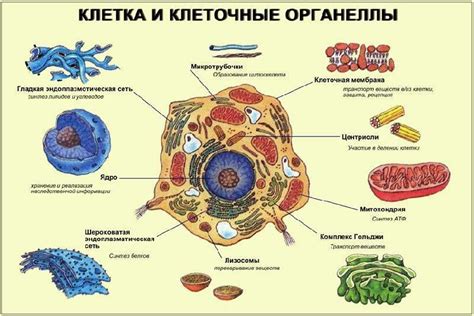 Мембранные органеллы