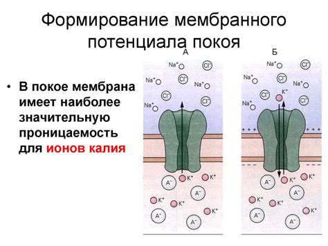 Мембранный потенциал цитоплазматической мембраны