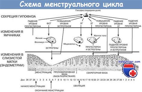 Менструация: однодневные проявления