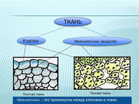 Местонахождение и функции