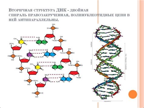 Место нахождения ДНК и РНК