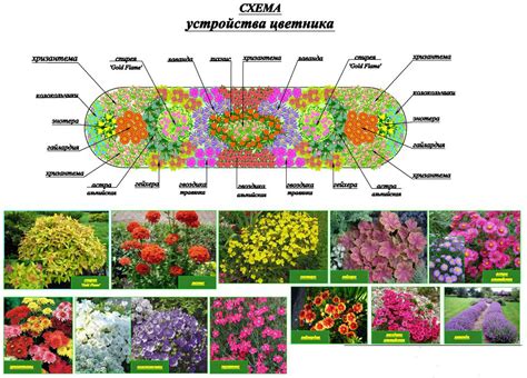 Место посадки и выбор цветов