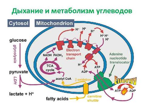 Метаболизм и дыхание