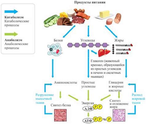 Метаболические процессы как основные источники энергии