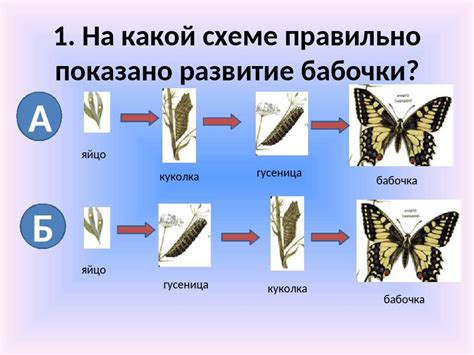 Метаморфоза: из куколки в бабочку