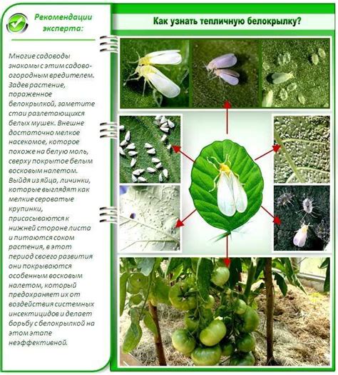 Методы борьбы с белокрылкой в теплице