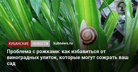 Методы борьбы с виноградными улитками