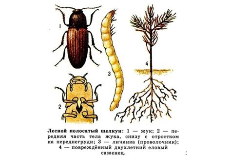 Методы борьбы с проволочником