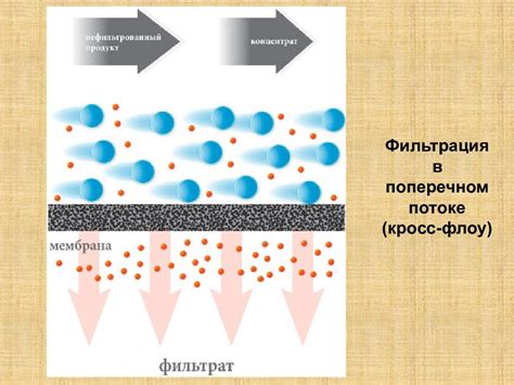 Методы быстрого высушивания базилика