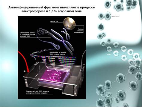 Методы диагностики глистных инфекций