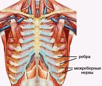 Методы лечения сломанных ребер