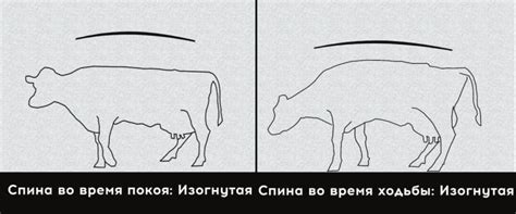 Методы лечения хромоты у коровы