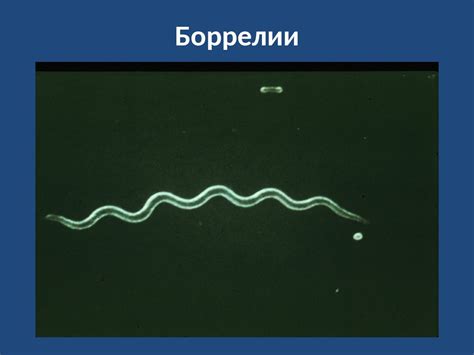 Методы определения вида орхидеи