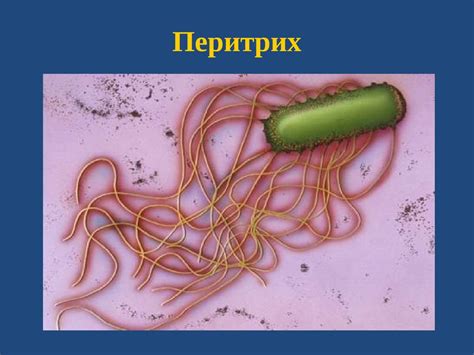 Методы определения вида цветка