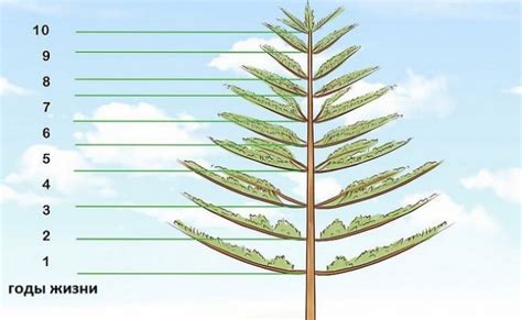 Методы определения возраста сосны обыкновенной