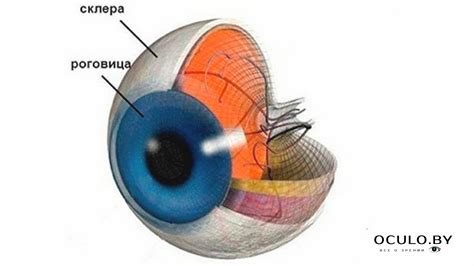 Методы осветления склер глаз