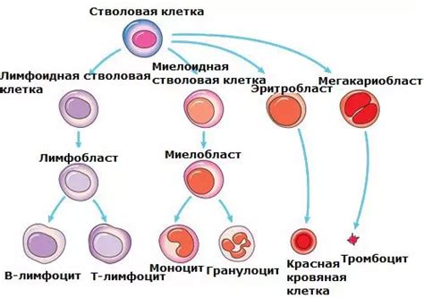 Методы повышения количества стволовых клеток