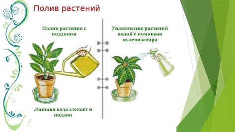 Методы полива растения