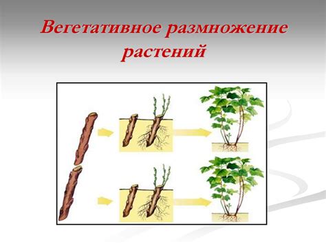 Методы размножения