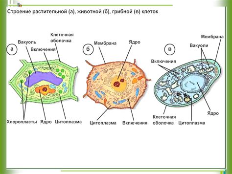 Методы размножения клеток грибов и растений