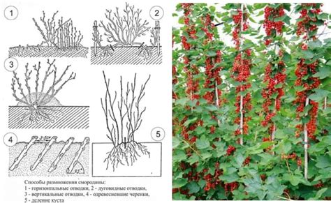 Методы размножения смородины
