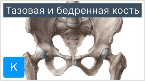 Методы увеличения ширины таза при малоразвитой нижней части тела