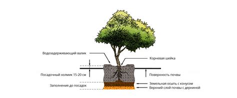 Методы ухода за корневой шейкой у саженцев груши