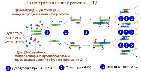 Метод полимеразной цепной реакции для обнаружения цитомегаловируса