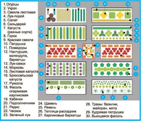 Метод посадки розовых прищепок