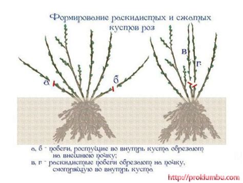 Метод разделения куста розы