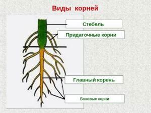 Метод формирования нового корня куста