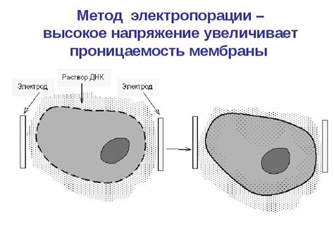 Метод электропорации