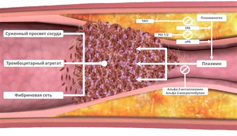 Механизмы активации плазминогена