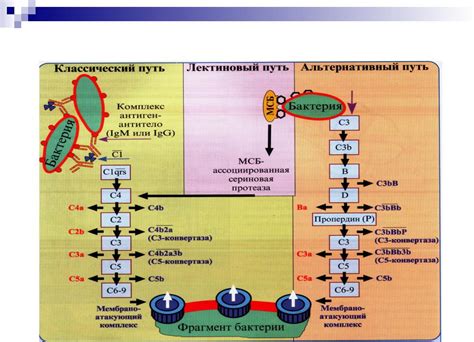 Механизмы активации эффектов в тотеме