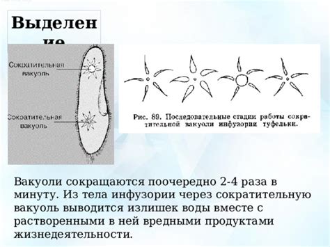 Механизмы выделения цвета у инфузории