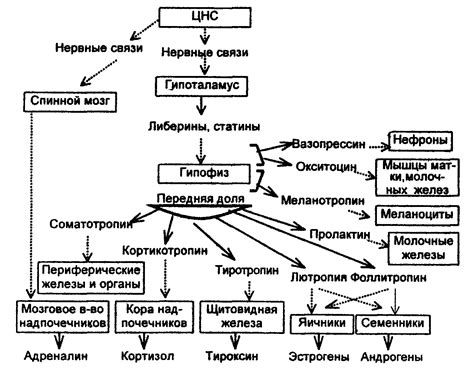 Механизмы действия гормонов в организме