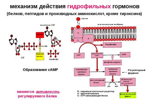 Механизмы действия защитных белков