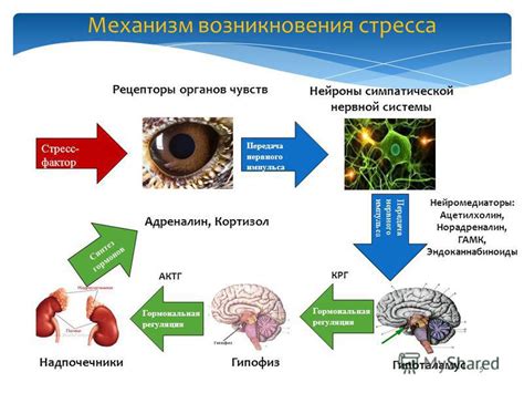 Механизмы измерения стресса