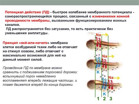 Механизмы нервной регуляции