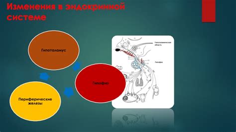 Механизмы передачи сигналов в эндокринной системе