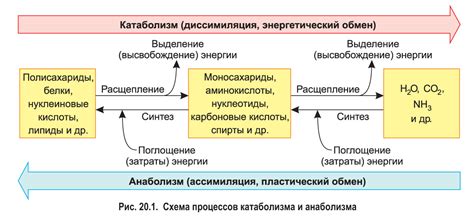 Механизмы расщепления органических веществ в организме